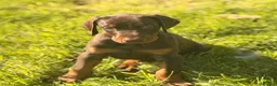 Dobermann dogs for sale: Doberman kennel club registered  - Advert 3