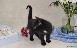 Mixed Breed cats for sale: Gorgeous Maine-Coon/Ragdoll/Bombay Mix Kittens!!! - Image 13