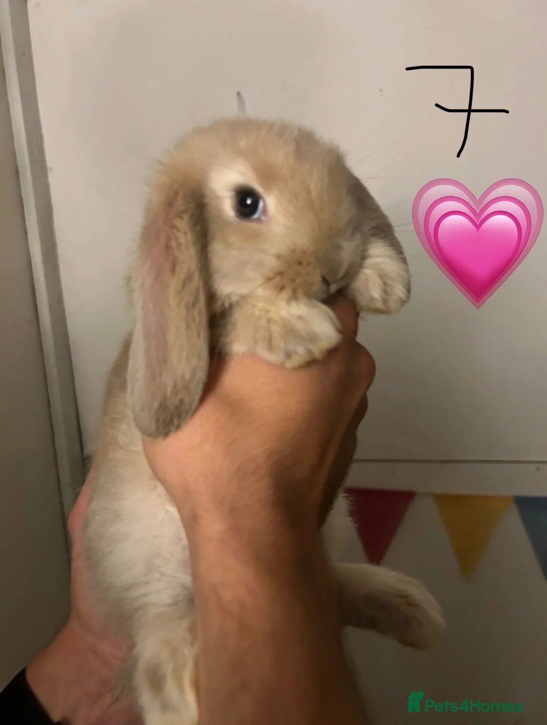 French Lop rabbits for sale: Pure Bred French Lops - ready to reserve.  - Advert 2