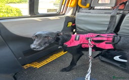 Lurcher dogs for sale: Four-year-old lurcher for sale - Image 9