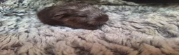 Guinea Pig rodents for sale: Beautiful guinepig pups - Advert 1