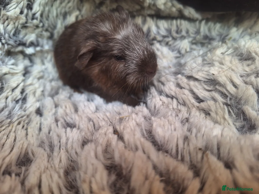 Guinea Pig rodents for sale: Beautiful guinepig pups - Advert 1