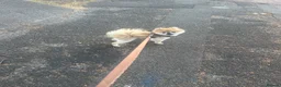 Pomeranian dogs for adoption: Fendi in Birmingham - Advert 5