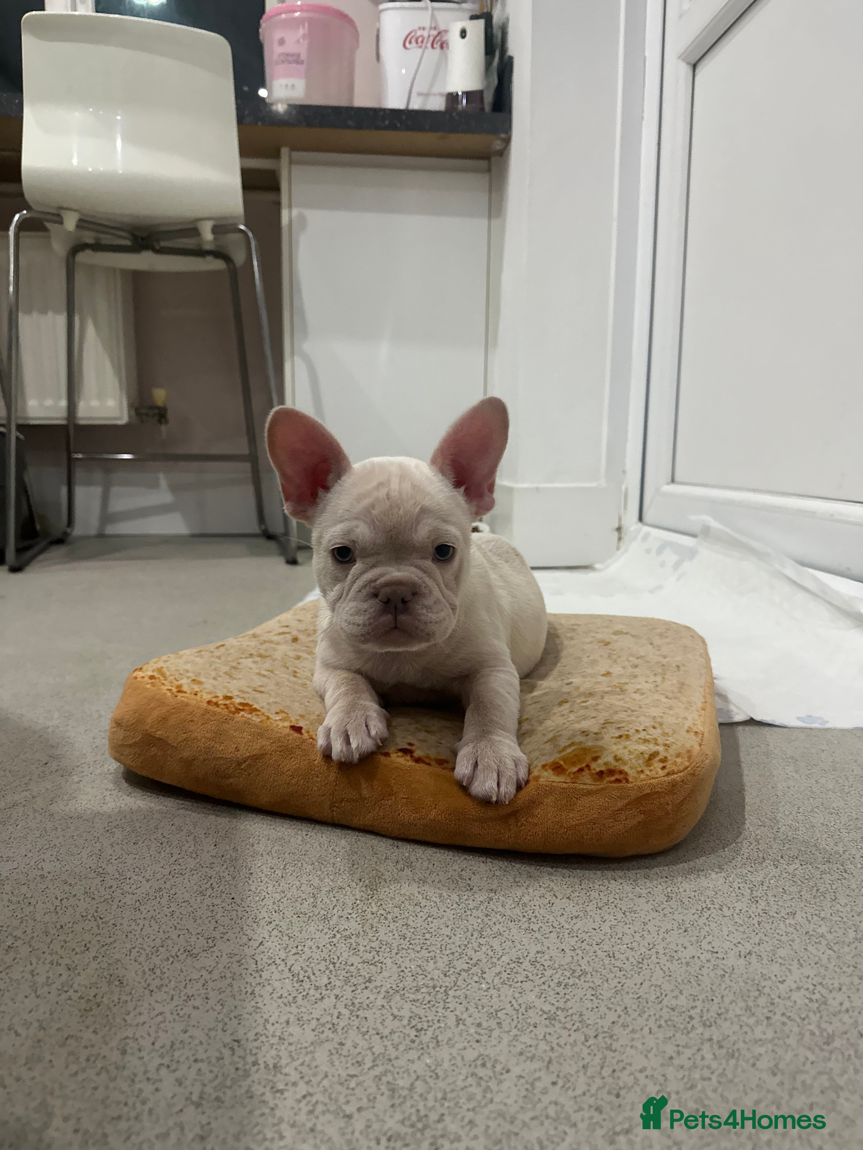 French Bulldog dogs French bulldog puppies Ready Now! - Advert 1