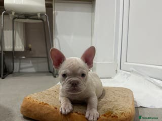 French Bulldog dogs French bulldog puppies Ready Now! - Advert 13