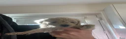 Schnoodle dogs for sale: Schnoodle puppies, 1 girl, 3 boys  in Bradford - Advert 6