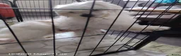 Maltese dogs for sale: Pure Maltese puppies❤️💙 - Advert 23