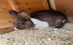 Dutch rabbits for sale: Rabbits for sale  - Image 1