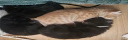Mixed Breed cats for sale: Burmese cross babies - Advert 1