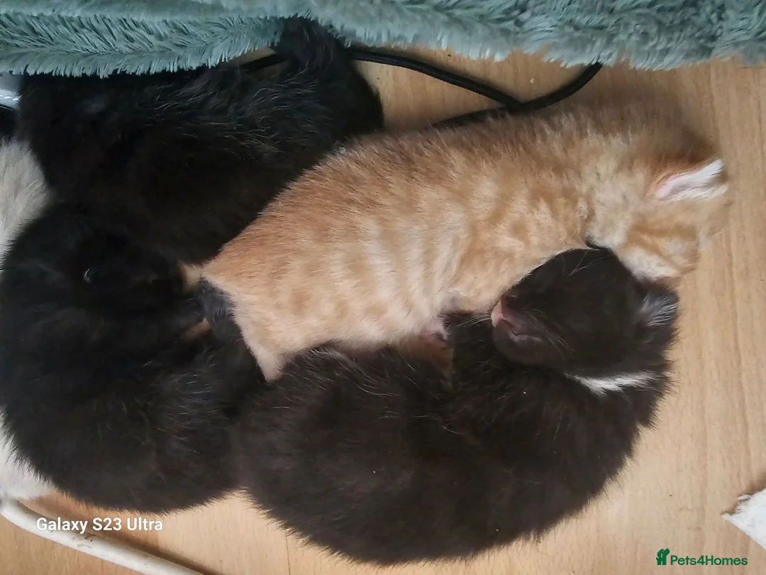 Mixed Breed cats for sale: Burmese cross babies - Advert 1