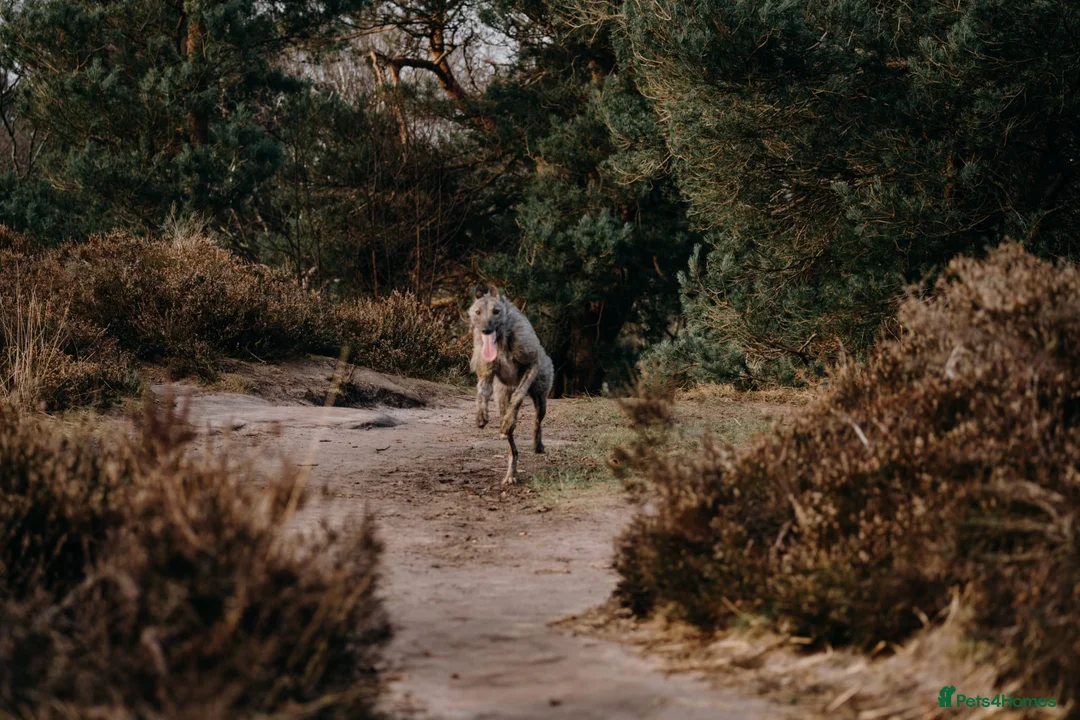 Lurcher dogs for sale: 2 year old lurcher - Advert 4