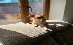 Mixed Breed dogs for sale: Looking for a forever home  - Image 7