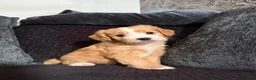 Cockapoo dogs for sale: Gorgeous Cockapoo Puppies - Ready from 11th August - Advert 3