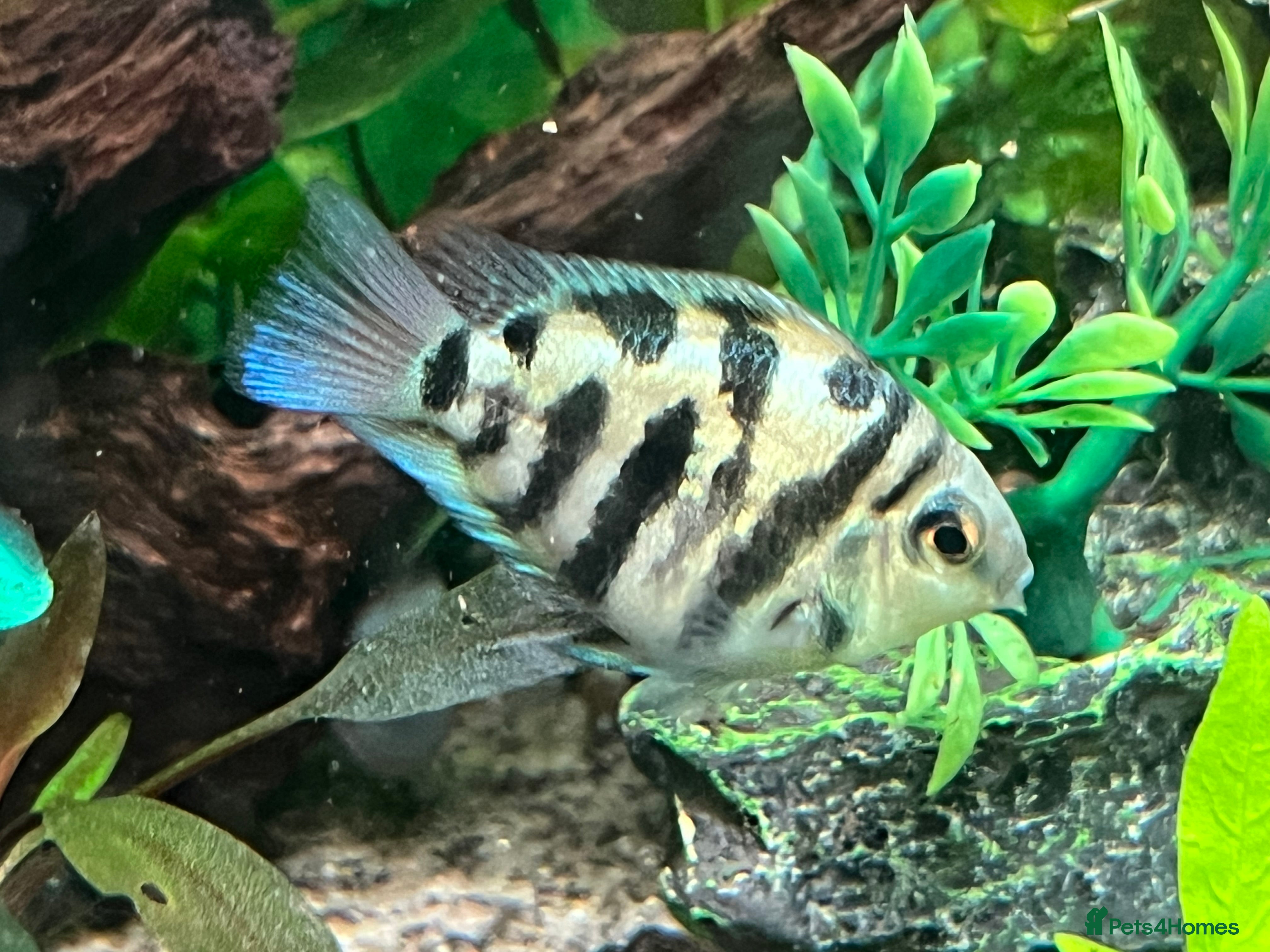 Cichlids fish Polar Blue Parrot Cichlids(short body) - Advert 1