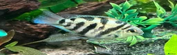 Cichlids fish for sale: Polar Blue Parrot Cichlids(short body) - Advert 1