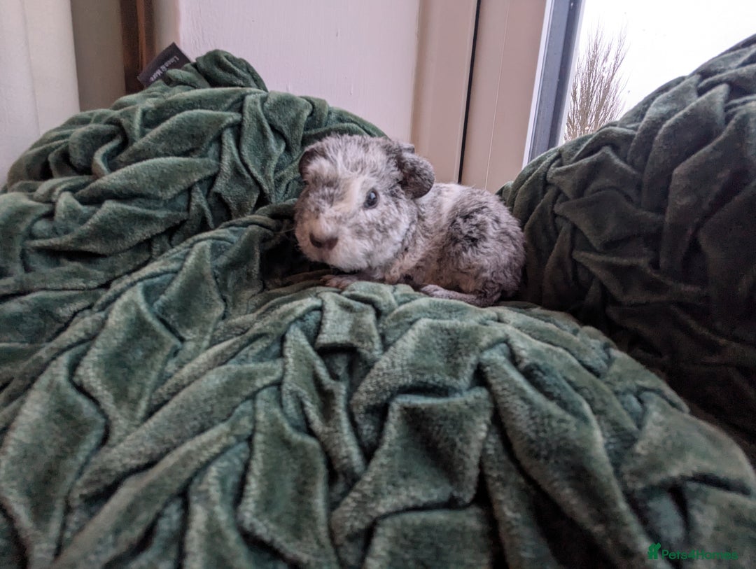 Guinea Pig rodents for sale: Teddy Babies - Advert 4