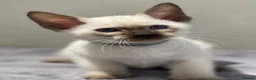 Siamese cats for sale: GCCF Registered Traditional Siamese Kittens.  - Advert 15
