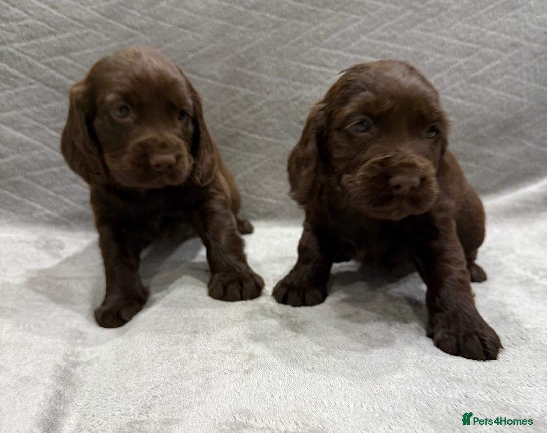 Cocker Spaniel dogs for sale: Working Cocker Spaniel - Image 8