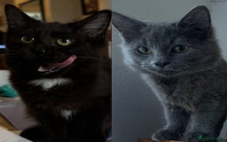 Ragdoll cats for sale: Ragdoll x - Image 1
