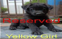 German Shepherd dogs for sale: Available Now! Last 2 German Shepherds Puppies - Image 6