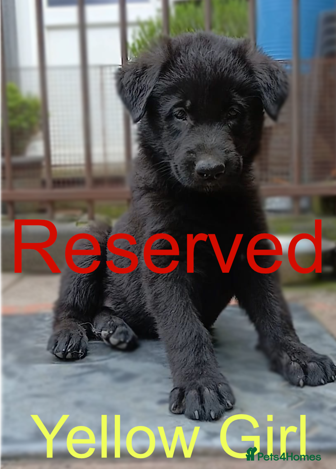 German Shepherd dogs for sale: Available Now! Last 2 German Shepherds Puppies - Image 6