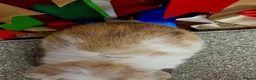 Mini Lop rabbits for sale: Gorgeous mini lop babies - Advert 3