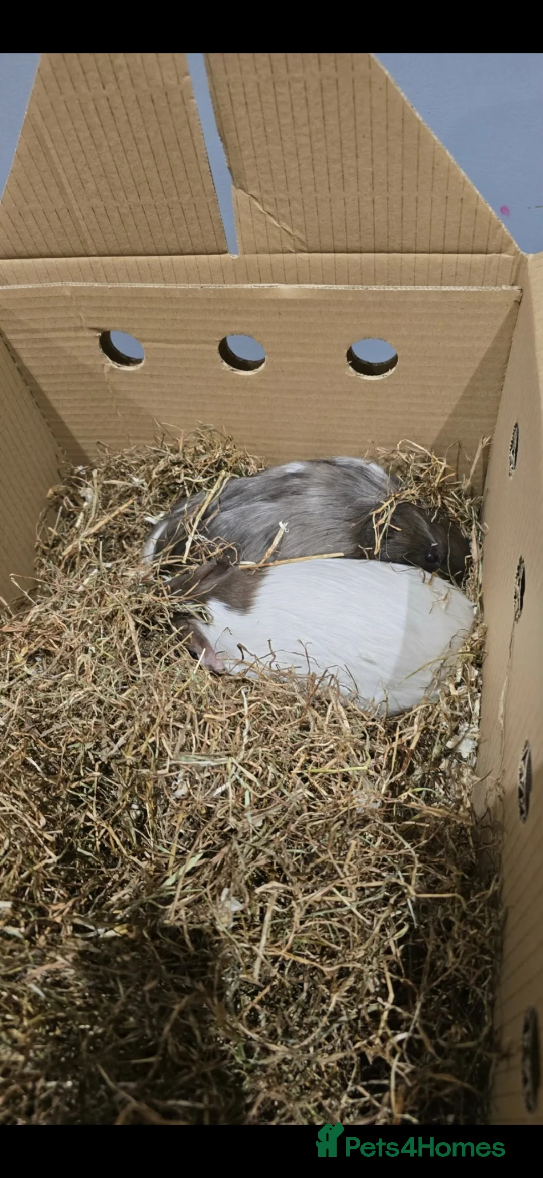 Guinea Pig rodents for sale: Gunea pigs - Advert 2