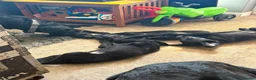 Labrador Retriever dogs for sale: Black Labrador Retriever Puppies 2 Boys & 2 Girls - Advert 9