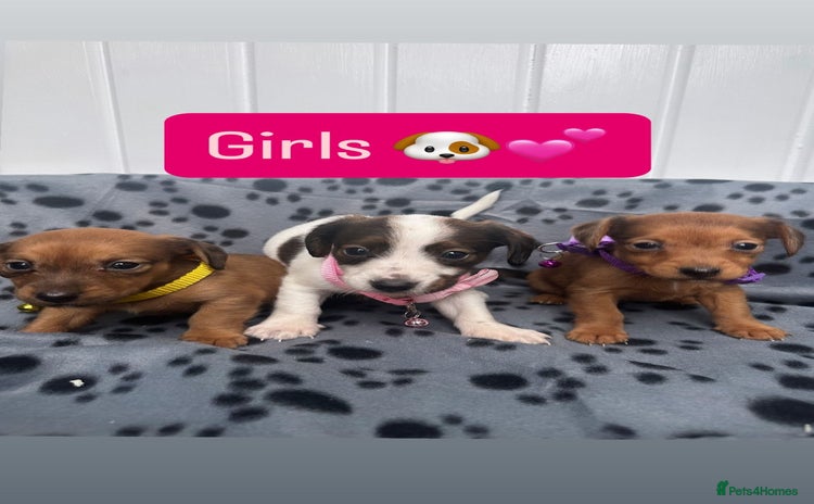 Jack Russell dogs - Advert 13