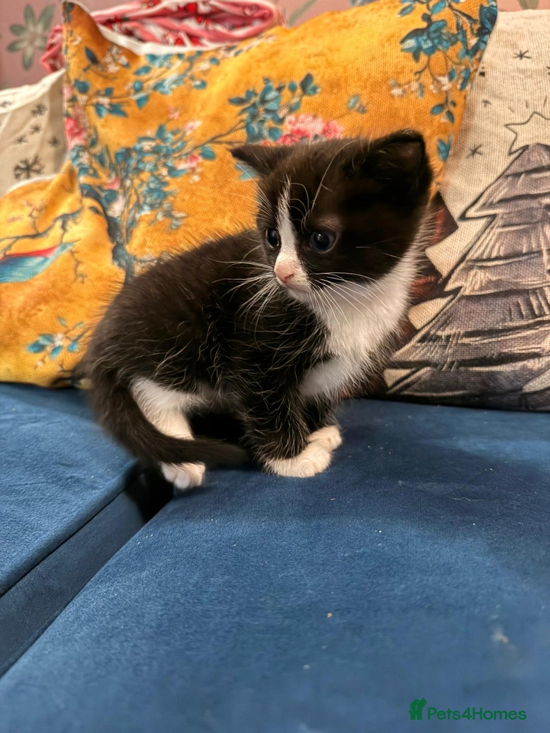 Mixed Breed cats for sale: 4 Beautiful 1\4 ragdoll kittens  - Advert 5