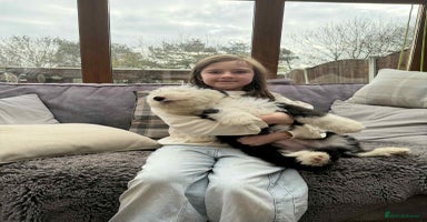 Old English Sheepdog dogs Outstanding Old English Sheepdog - Advert 3