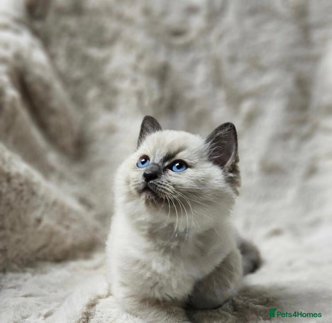 Ragdoll cats for sale: Beautiful Ragdoll Kittens  - Advert 9