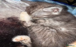 Bengal cats for sale: Bengal cross kittens  - Image 5