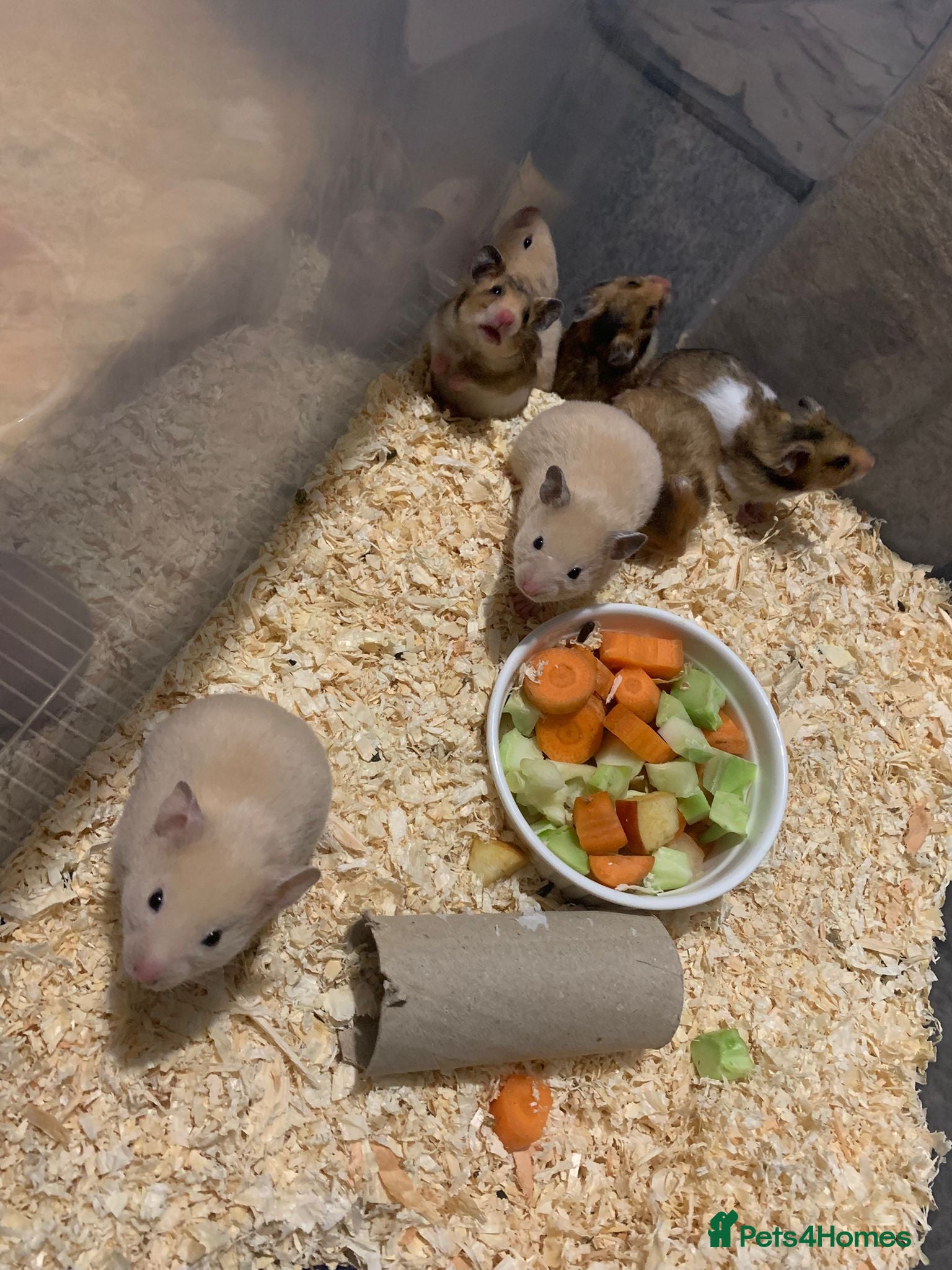 Hamster rodents Baby syrians - Advert 2