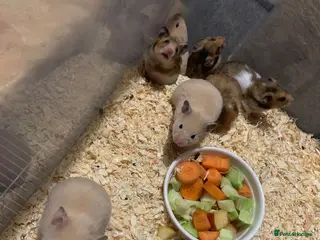 Hamster rodents Baby syrians - Advert 2