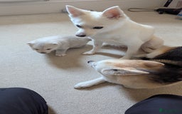 Pomsky dogs for sale: Vergil - Image 11