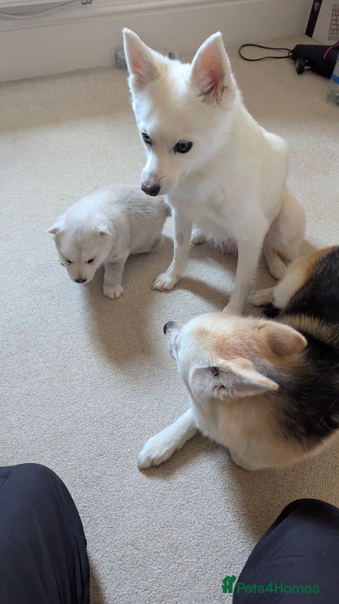 Pomsky dogs for sale: Vergil - Image 11