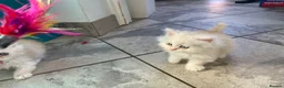 Persian cats for sale: Persian kittens in Rugby - Advert 27