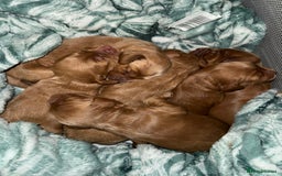 Cockapoo dogs for sale: F2 cockapoo puppies 4 boys 2 girls  - Advert 9