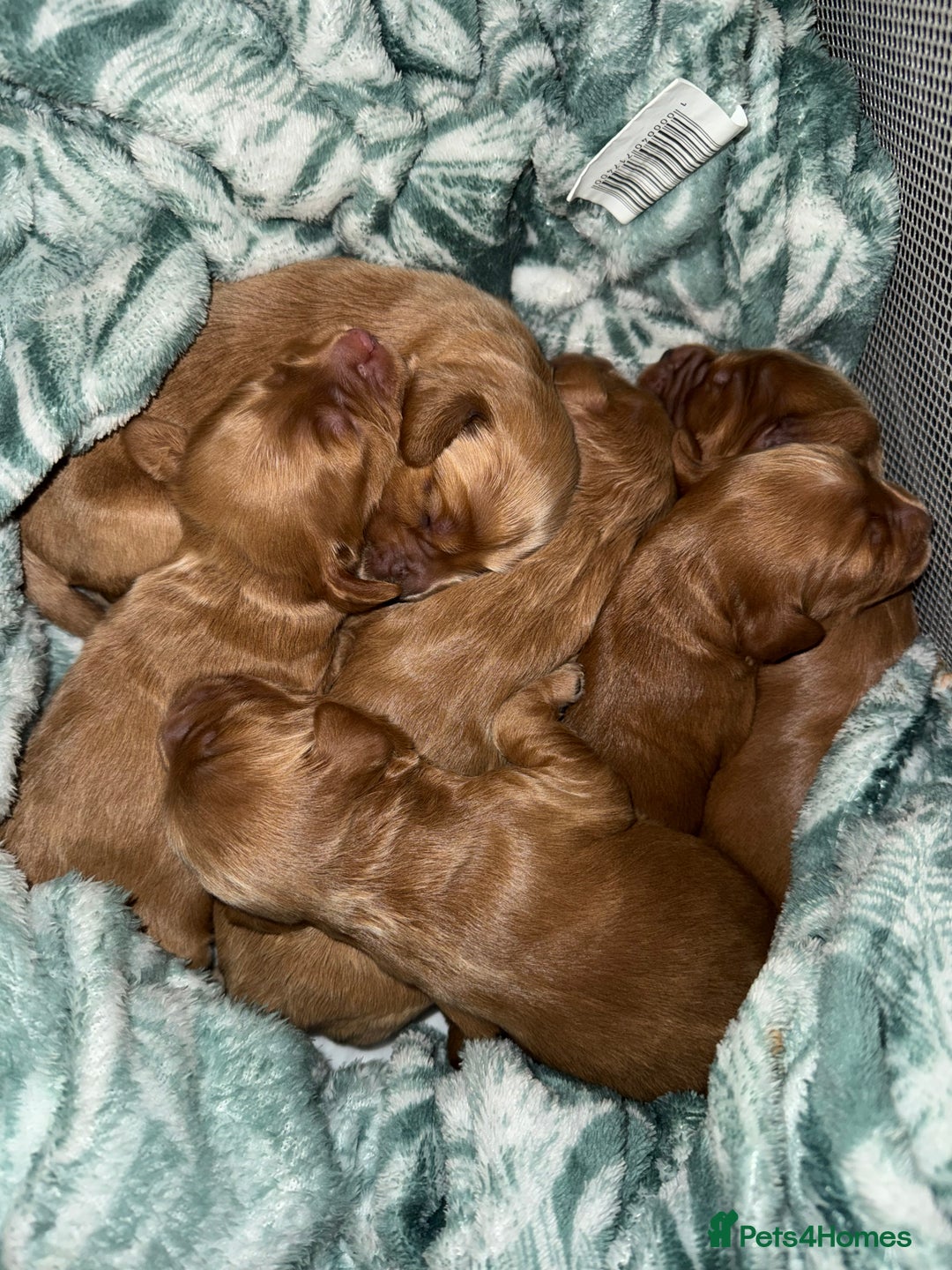 Cockapoo dogs for sale: F2 cockapoo puppies 4 boys 2 girls  - Advert 9