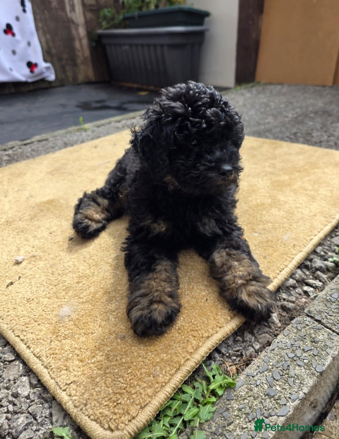 Cavapoo dogs for sale: Cavapoo puppies NEED HOME  - Image 6