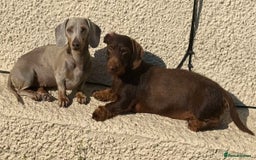 Miniature Dachshund dogs for sale: Quality miniature dachshund puppies  - Image 25