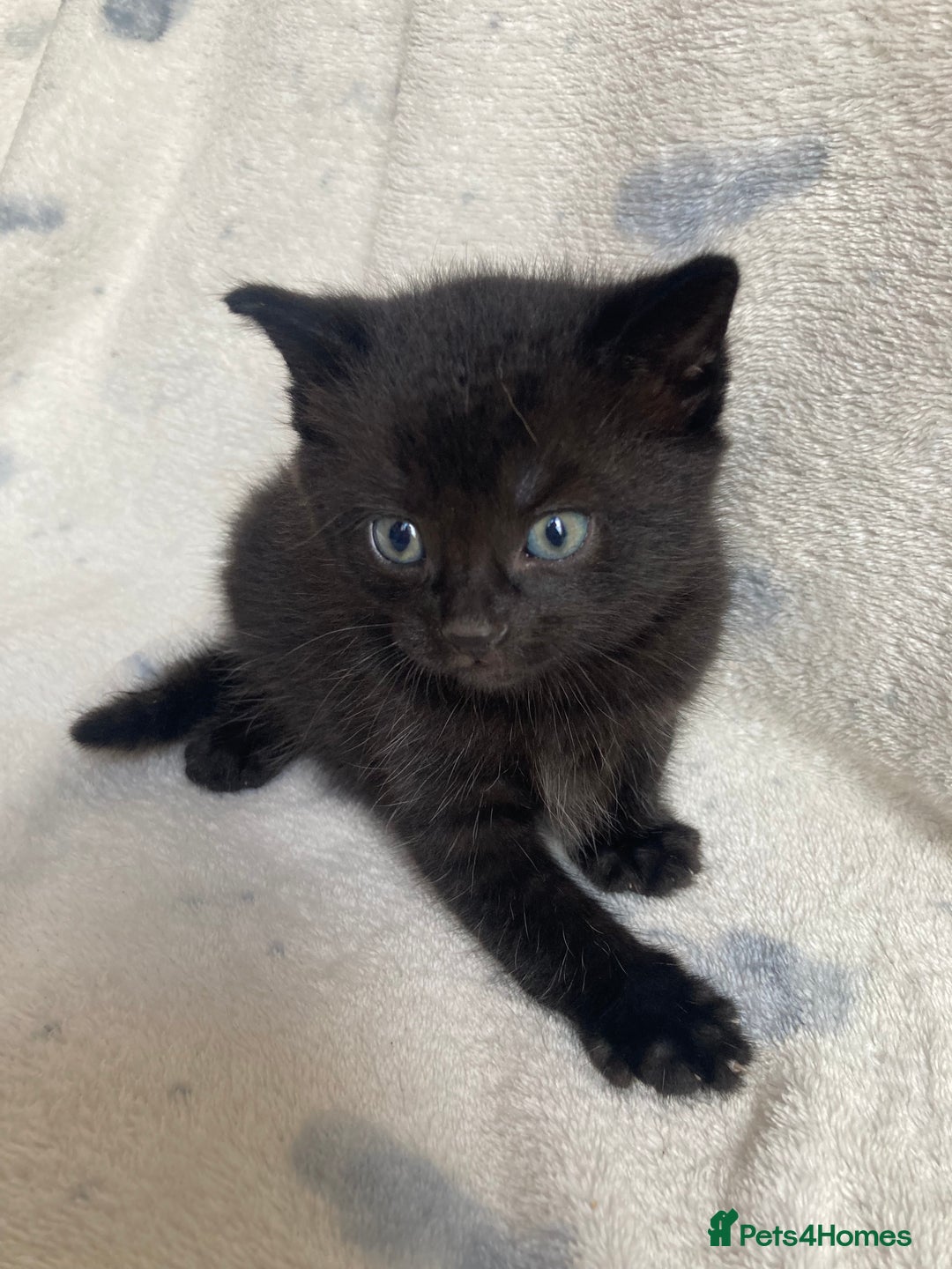 Maine Coon cats for sale: Maine coon  - Advert 20