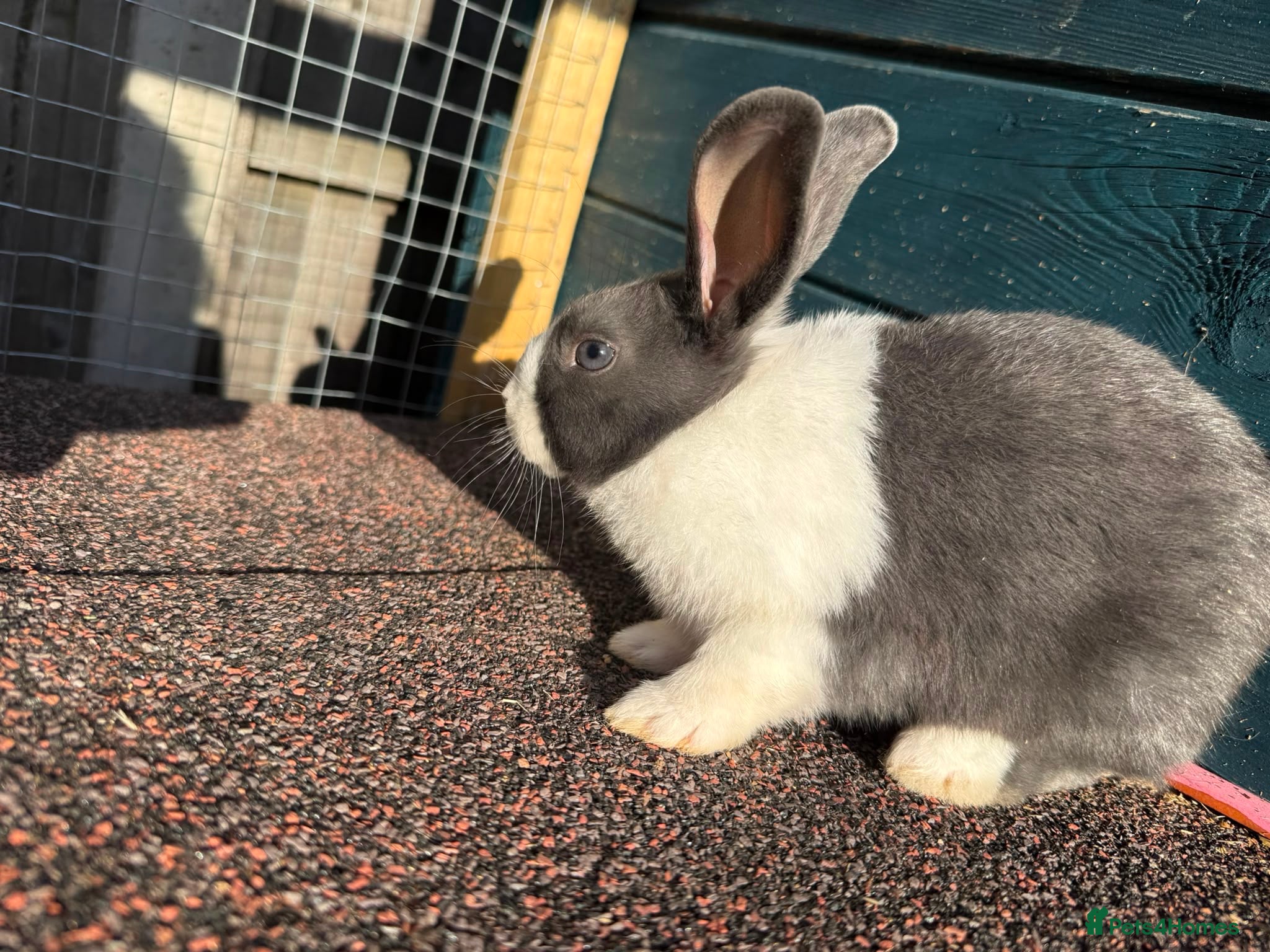 Dutch rabbits Dutch Rabbit - Advert 1