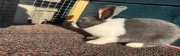 Dutch rabbits for sale: Dutch Rabbit in Great Yarmouth - Advert 1