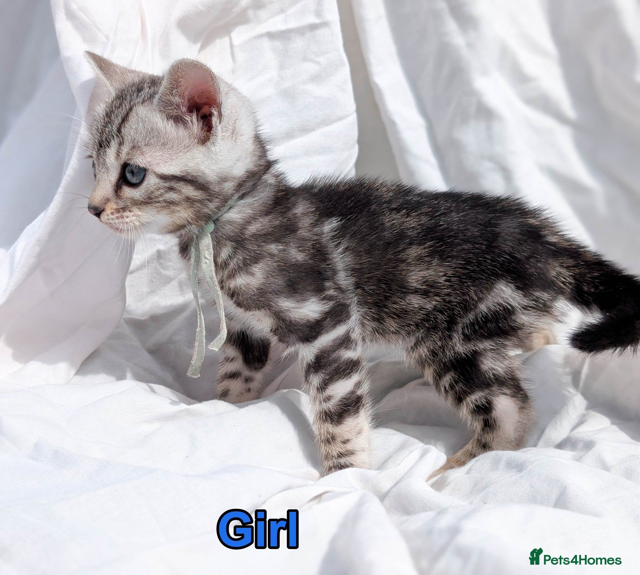 Bengal cats TICA Bengal Kittens | Glitter | Health Tested - Advert 11