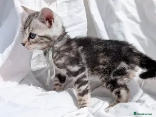 Bengal cats TICA Bengal Kittens | Glitter | Health Tested - Advert 11