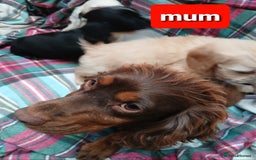 Cockapoo dogs for sale: Cockapoo puppies  - Image 16
