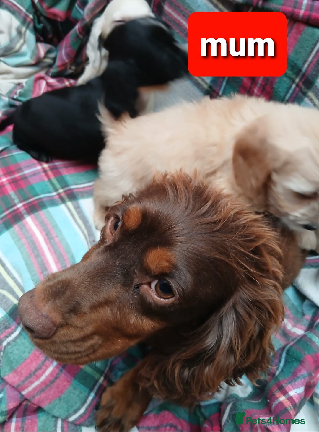 Cockapoo dogs for sale: Cockapoo puppies  - Image 16