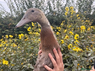 Ducks poultry Runner ducklings for sale - Advert 11